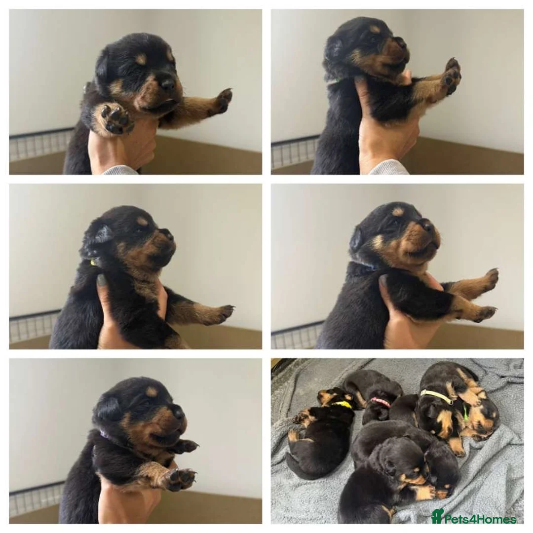 Rottweiler dogs for stud: HEALTH TESTED & HIP/ELBOW SCORED KC REG STUD in Witney - Advert 12