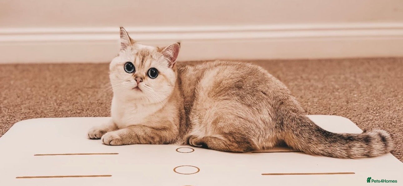 British Shorthair cats British Shorthair Kittens - Advert 1