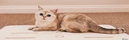 British Shorthair cats for sale: British Shorthair Kittens in Bedford - Advert 1