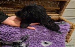 Cockapoo dogs for sale: Cockapoo pups - Advert 4