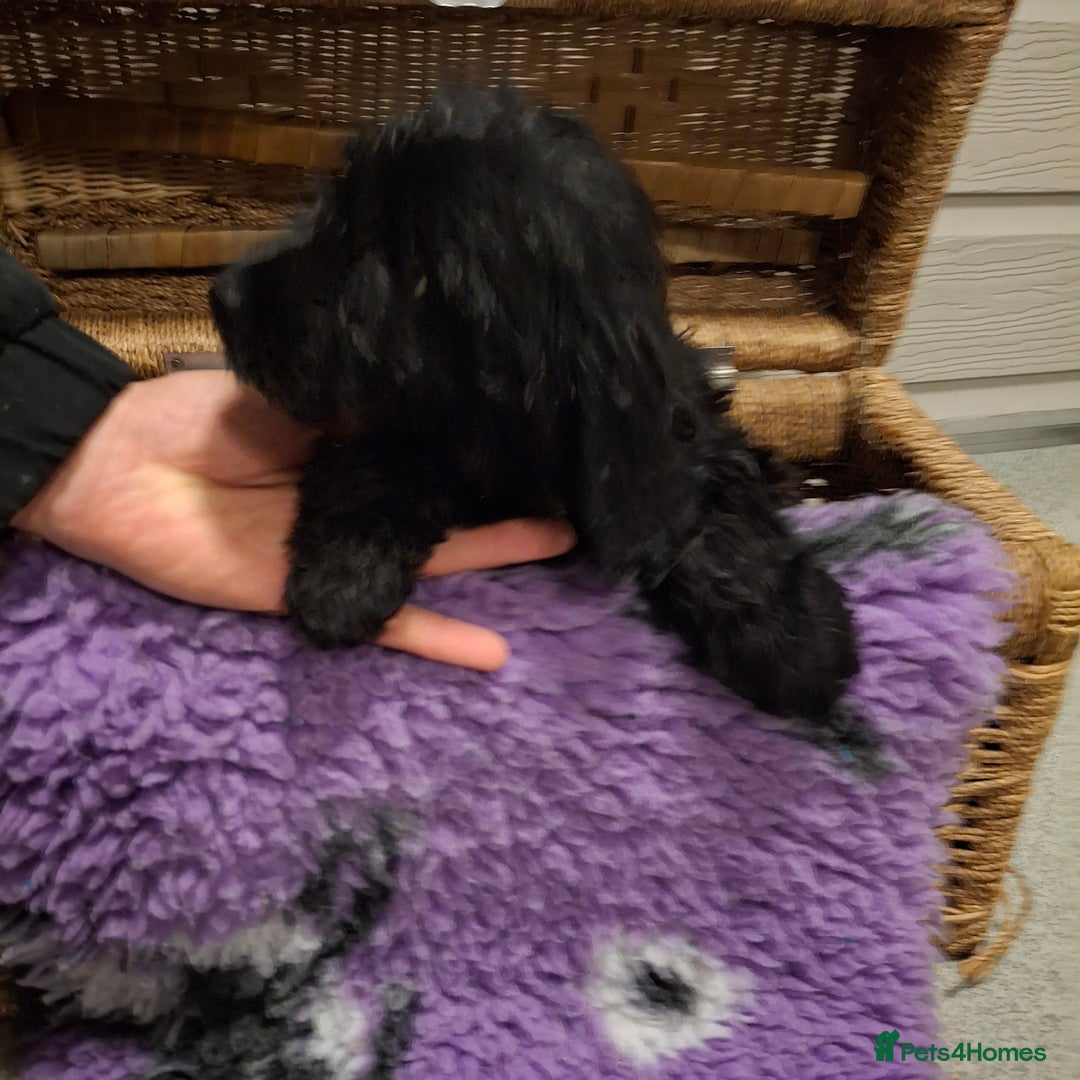 Cockapoo dogs for sale: Cockapoo pups - Advert 4