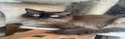 Ragdoll cats for sale: Chocolate ragdoll - Advert 2
