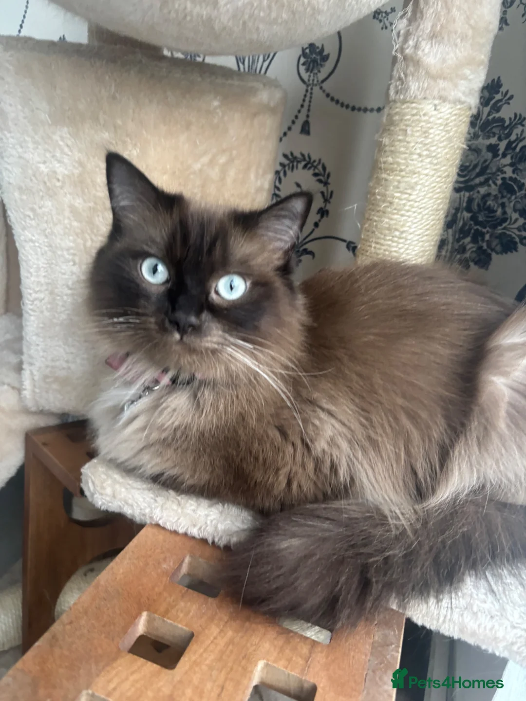 Ragdoll cats for sale: Chocolate ragdoll - Advert 2