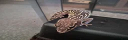 Gecko reptiles for sale: Crested & leopard gecko babies - Advert 26