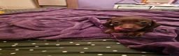 Dachshund dogs for sale: 5 beautiful puppies available - Advert 12