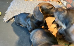 Dachshund dogs for sale: Working Teckel puppies for sale TWO ONLY LEFT - Image 11