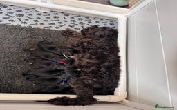 Miniature Schnauzer dogs for sale: Adorable KC registered Miniature Schnauzers - Image 28