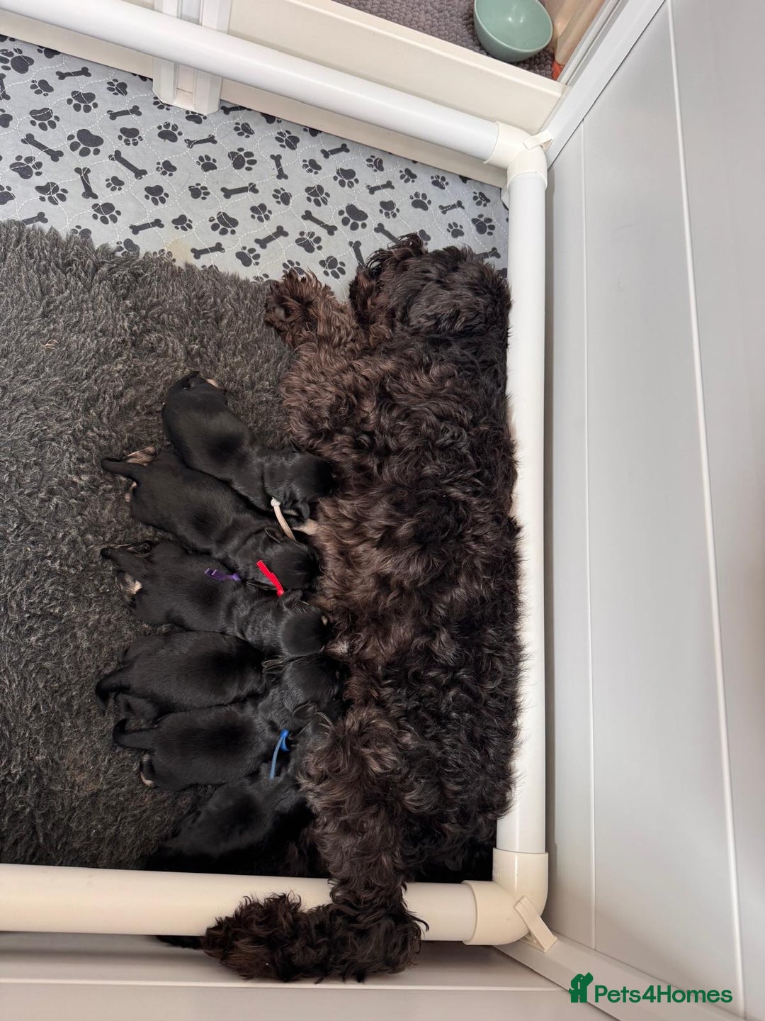 Miniature Schnauzer dogs for sale: Adorable KC registered Miniature Schnauzers - Image 28