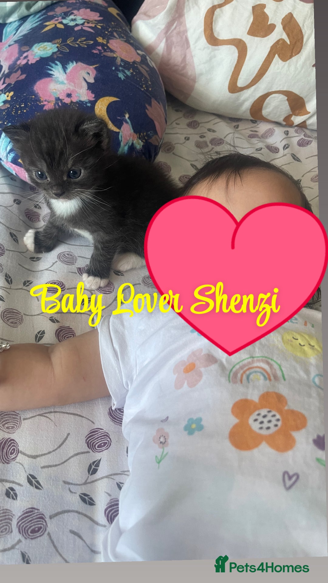 Mixed Breed cats for sale: Cutest Scottish Fold and BSH kittens  - Image 10