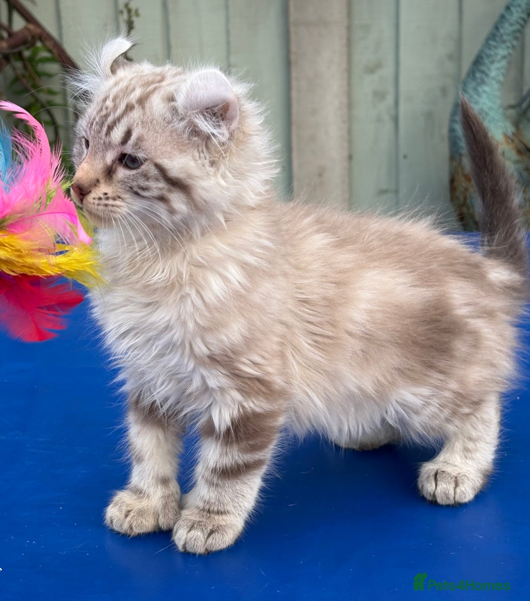 Keetso cats for sale: Stunning rare longhaired polydactyl curled eared  - Advert 21