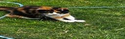 Maine Coon cats for sale: Stunning 6-Month-Old Maine Coon Kitten in Coventry - Advert 4