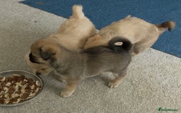 Maltipoo dogs for sale: Maltipoo - Image 12