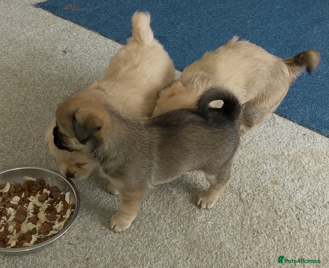 Maltipoo dogs for sale: Maltipoo - Image 12