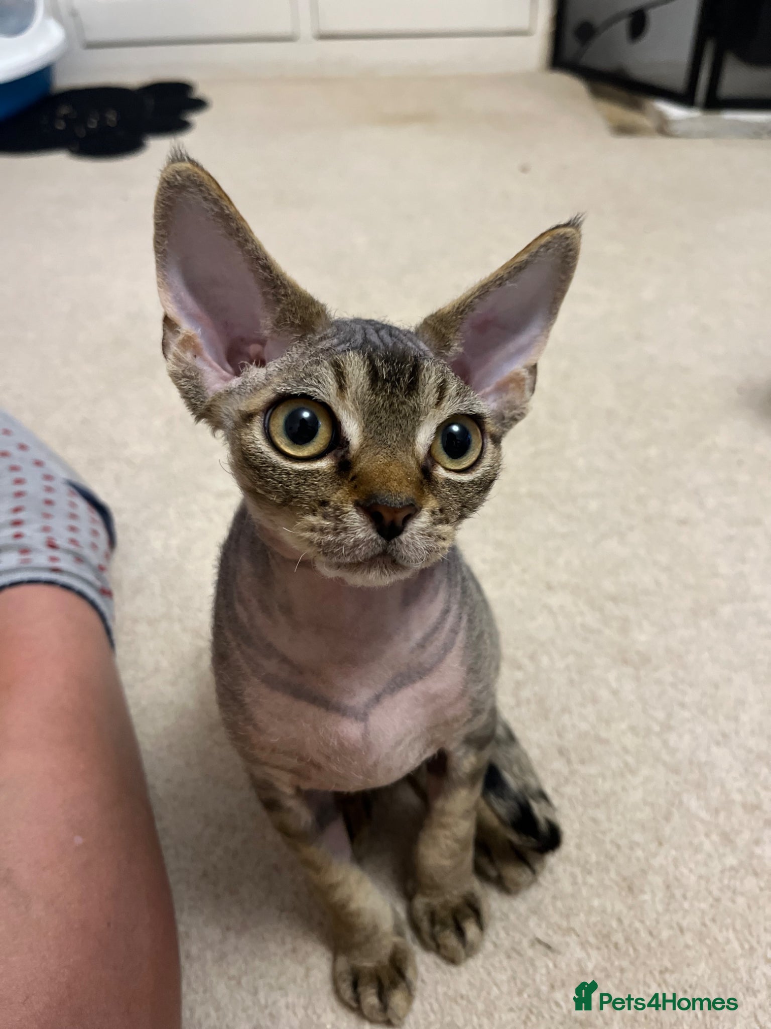 Devon Rex cats for sale: Lovely Devon Rex Kitten is looking for parents  - Advert 4