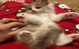 Ragdoll cats for sale: Tica Mink & Sepia Cherubim Ragdoll kittens. 2girls - Image 8
