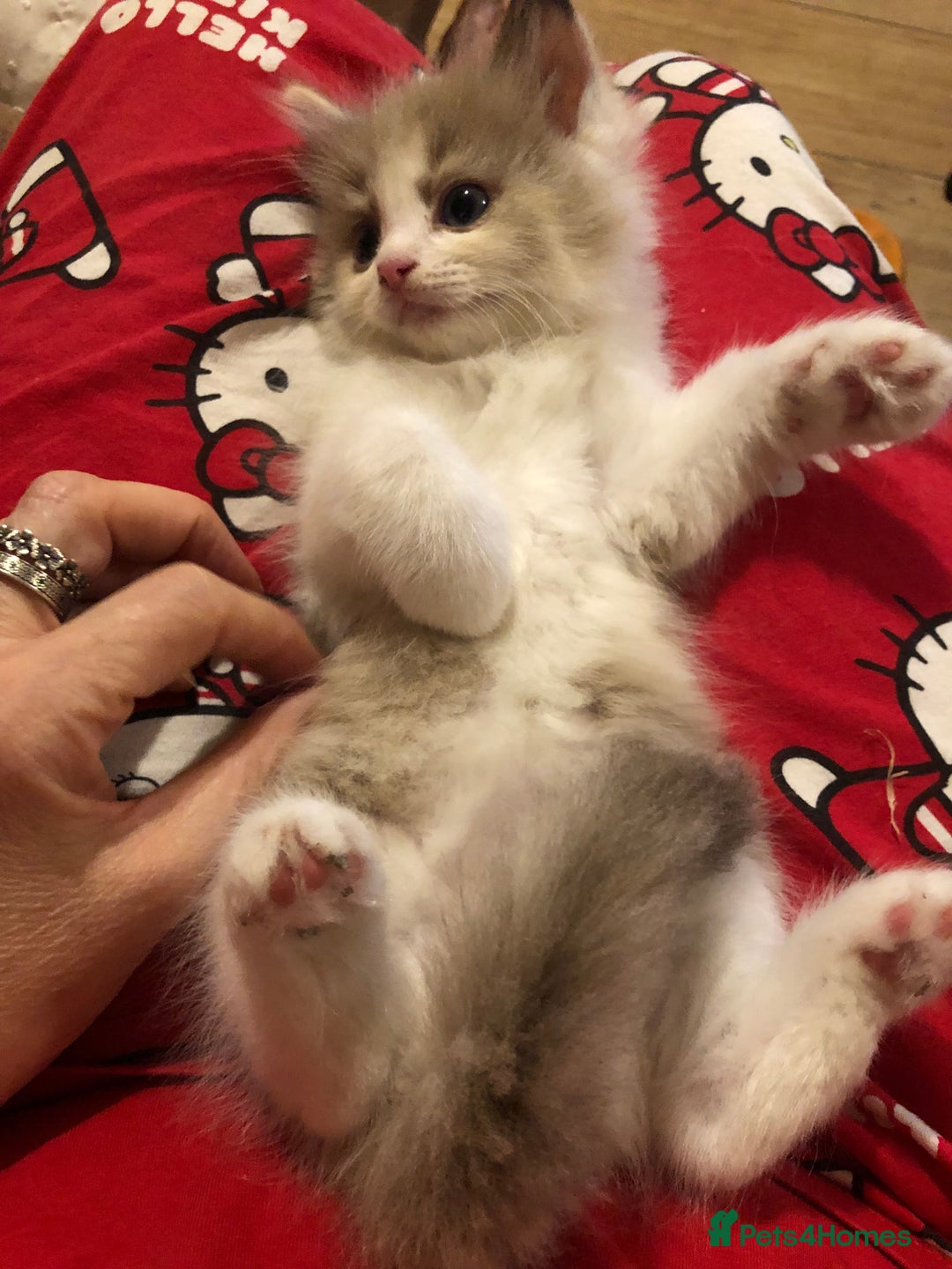 Ragdoll cats for sale: Tica Mink & Sepia Cherubim Ragdoll kittens. 2girls - Image 8