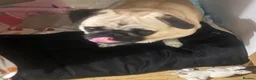 Pug dogs for stud: Eros – Handsome Fawn Pug Available for Stud - Advert 9