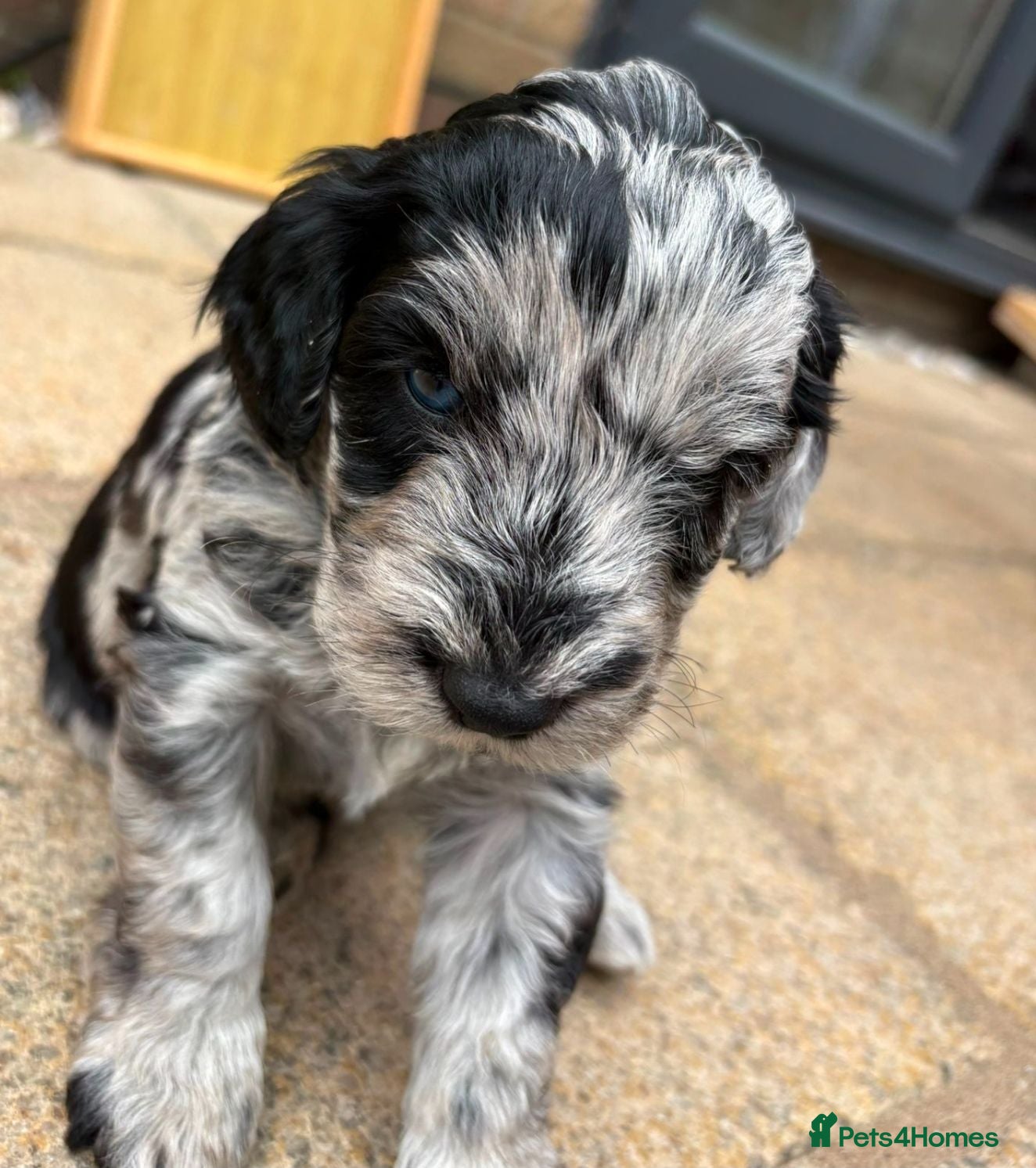 Cockapoo dogs Beautiful cockapoo puppies  - Advert 12