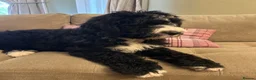 Mixed Breed dogs for sale: DOODLE PUP - Advert 1