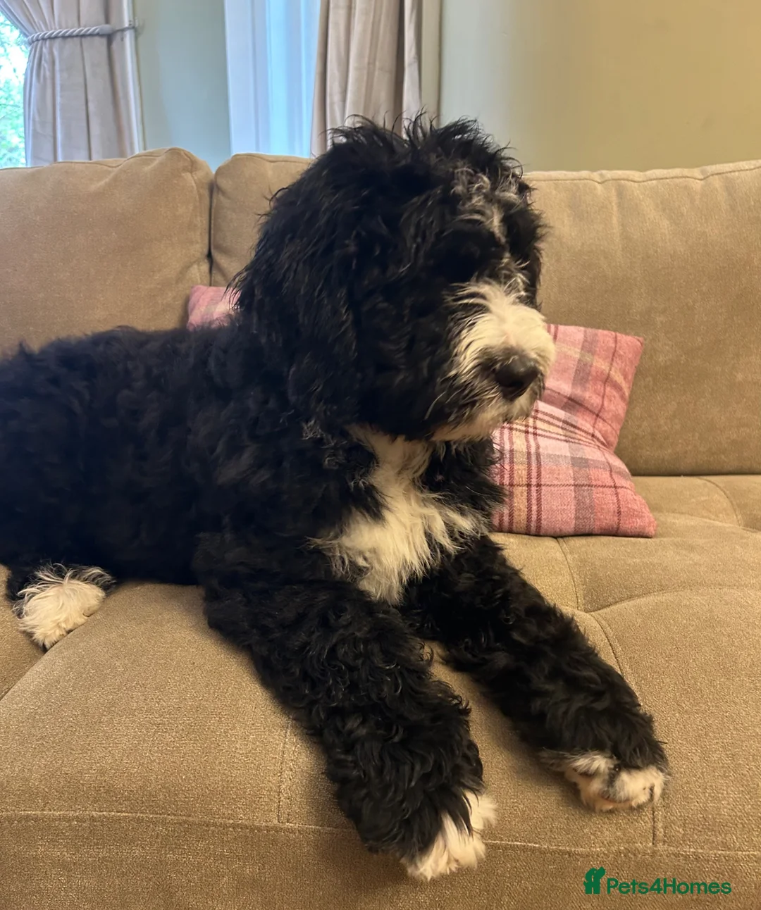 Mixed Breed dogs for sale: DOODLE PUP - Advert 1