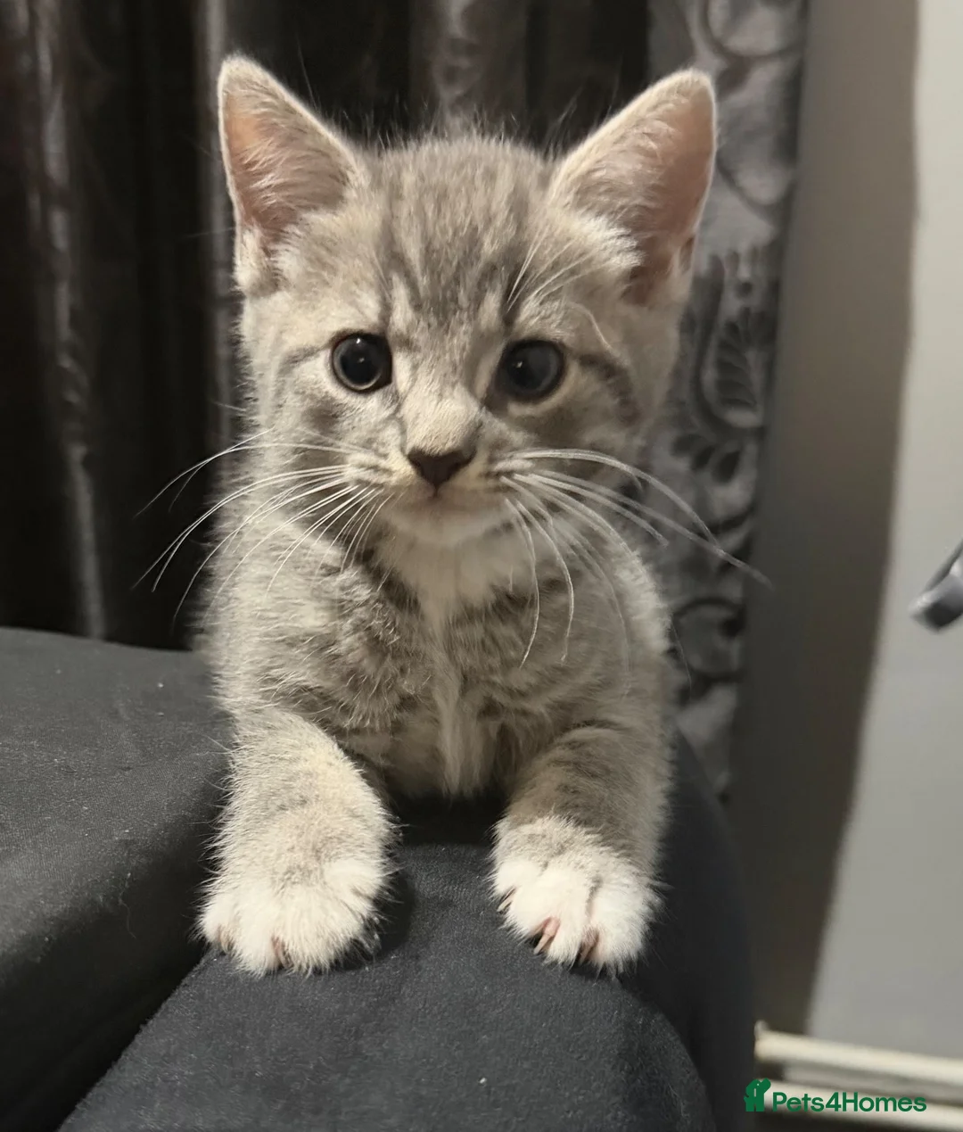 Mixed Breed cats for sale:  Beautiful kittens looking for loving homes  - Advert 24