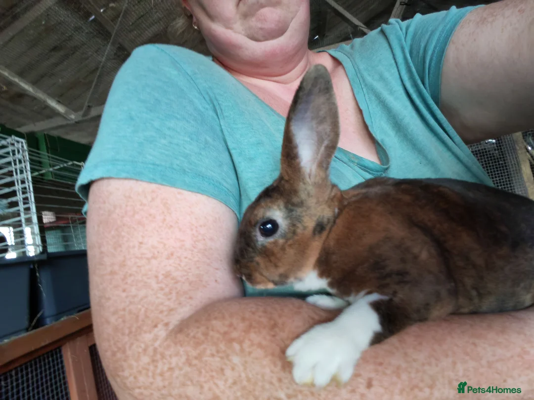 Rex rabbits for sale: Mini rex - Advert 5
