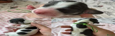 Blue Piebald Long Haired Dachshund