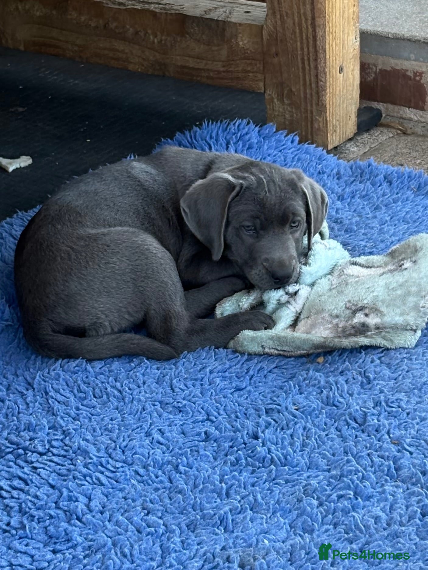 Labrador Retriever dogs Gorgeous KC Silver & Charcoal Labrador Pups - Advert 2