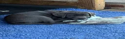 Labrador Retriever dogs for sale: Gorgeous KC Silver & Charcoal Labrador Pups - Advert 9
