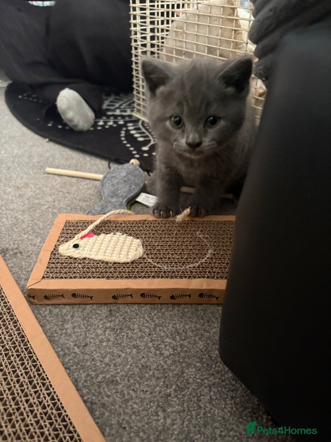 British Shorthair cats for sale: Blue British Shorthair  - Advert 4