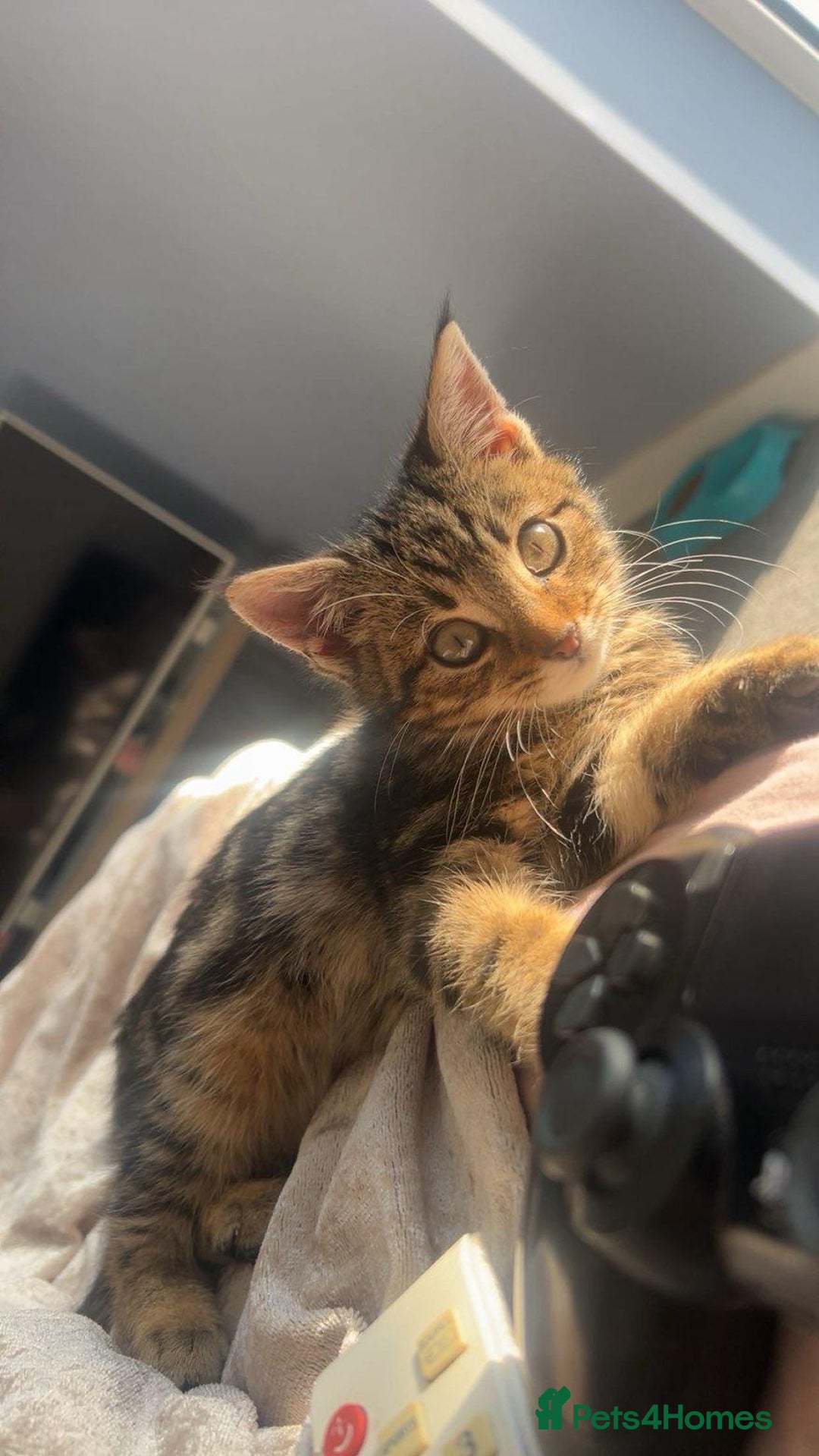 Mixed Breed cats for sale: Adorable Female kitten Siamese x - Advert 1