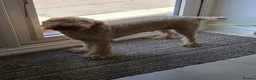 Cavapoo dogs for sale: Beautiful Mabel - Advert 3