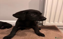 Labrador Retriever dogs for sale: Fabulous Labrador puppies  - Advert 9