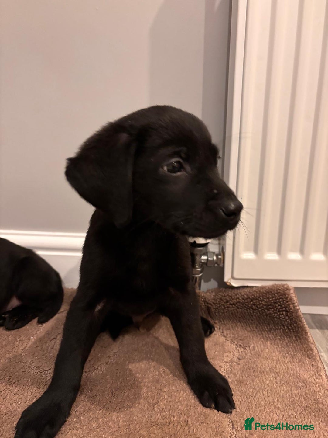 Labrador Retriever dogs for sale: Fabulous Labrador puppies  - Advert 9