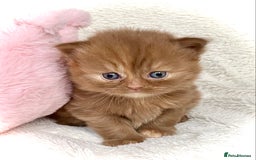 British Longhair cats for sale: Excellent show class kittens  - Image 5
