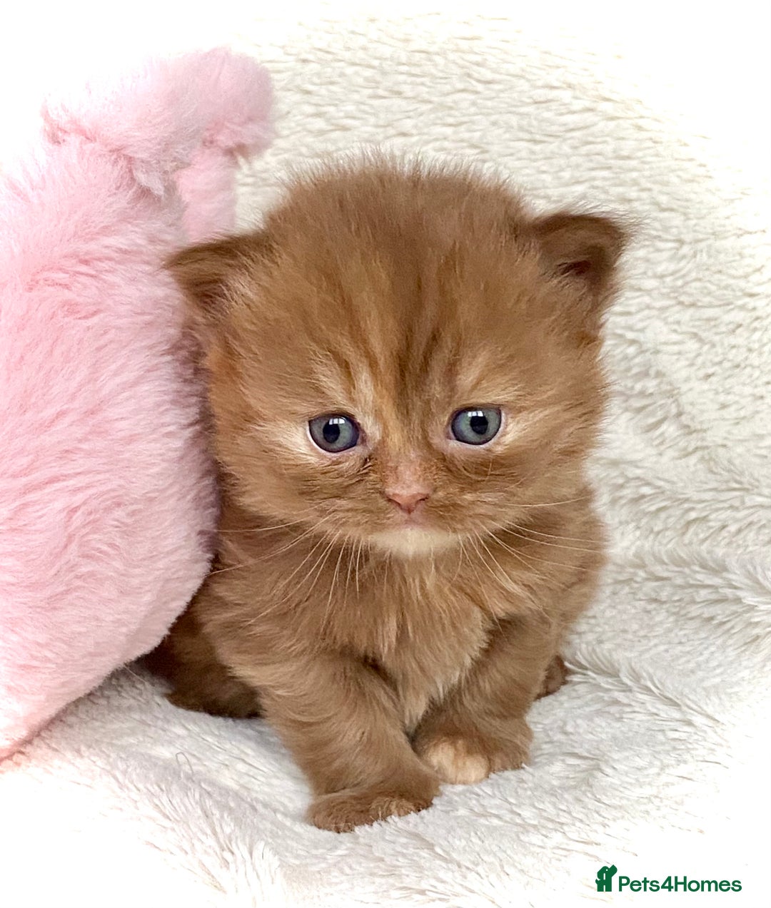 British Longhair cats for sale: Excellent show class kittens  - Image 5