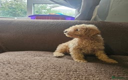 Miniature Poodle dogs for sale: Miniature poodles red boy  - Image 1