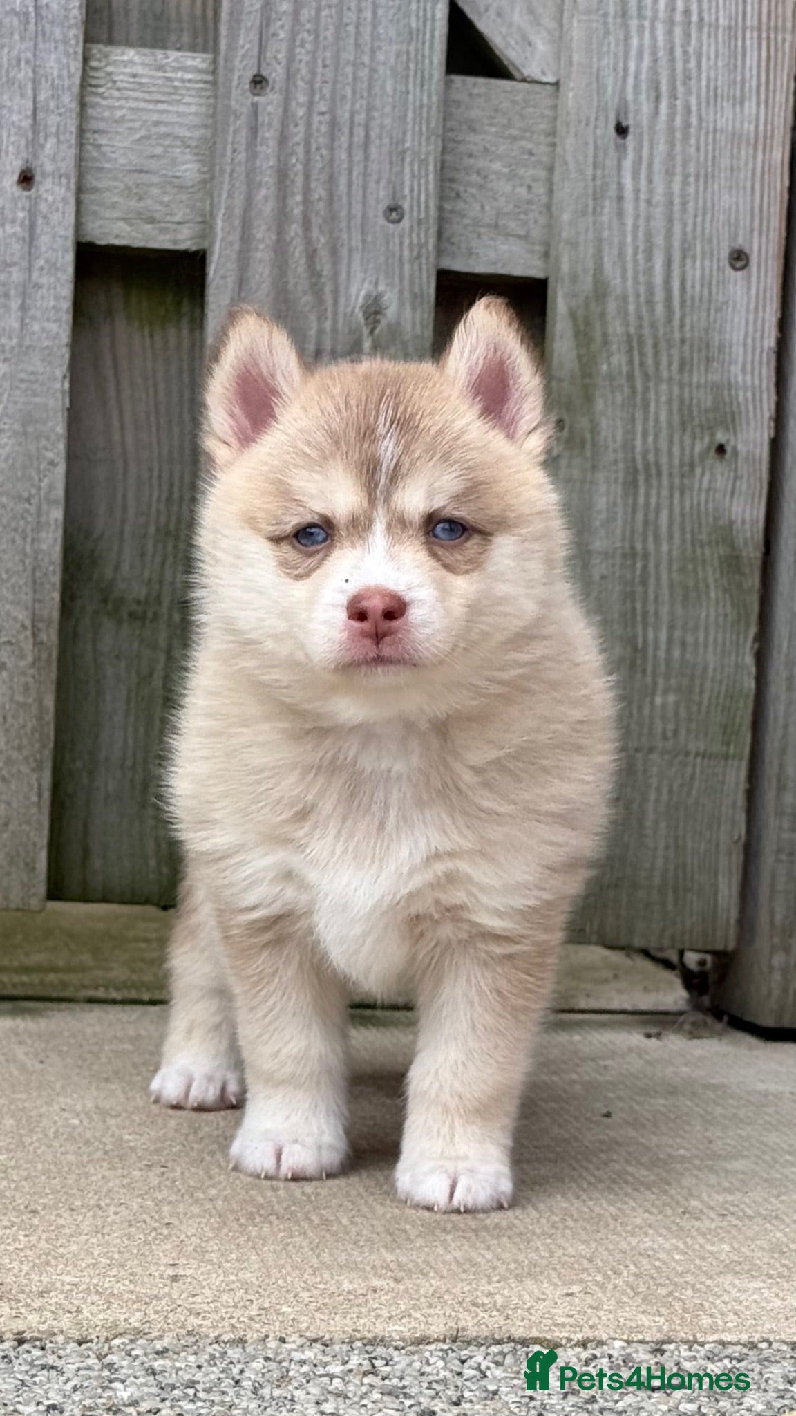 Pomsky dogs F4 Pomsky Puppies  - Advert 1