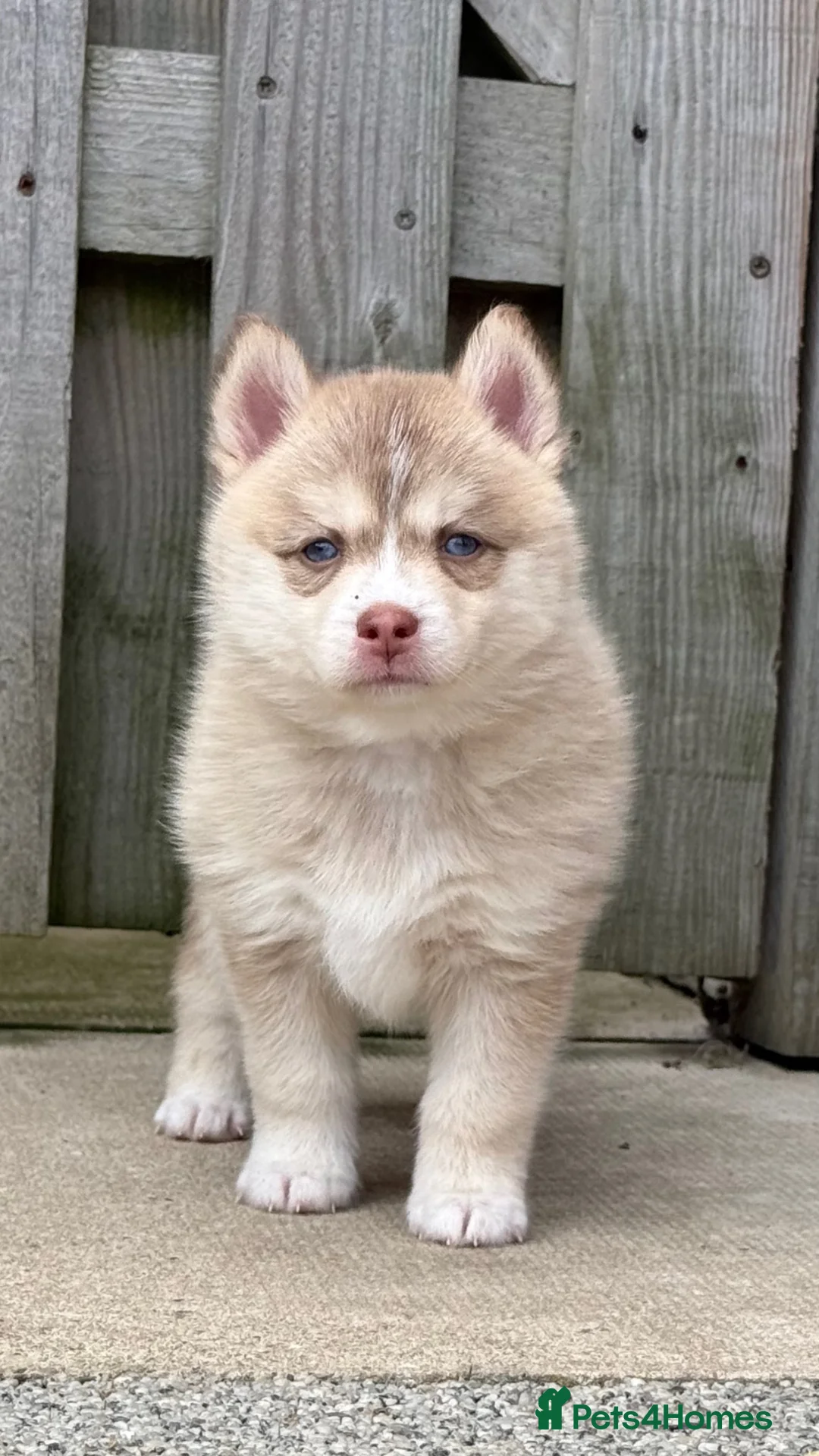 Pomsky dogs for sale: F4 Pomsky Puppies  - Advert 1