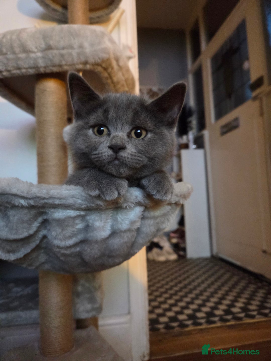 British Shorthair cats for sale: Gorgeous british shorthair 11 week old boy - Image 1