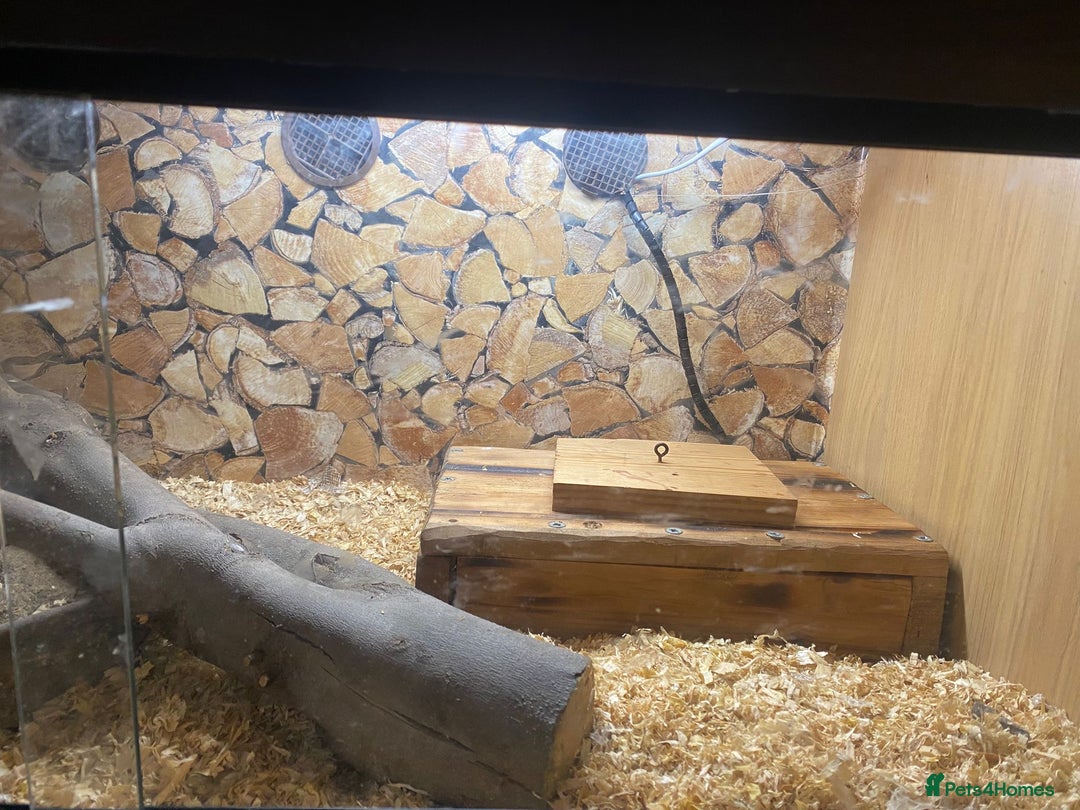 Python Snake reptiles for sale: Python - Advert 5