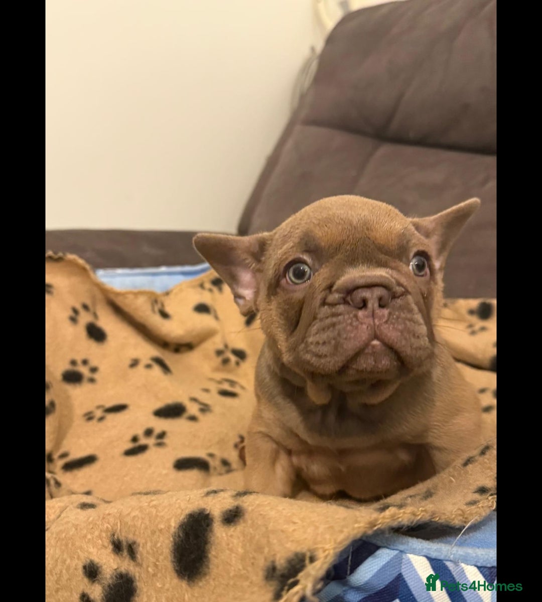 French Bulldog dogs for sale: Adorable Isabella carrying pink frenchie pups - Image 14