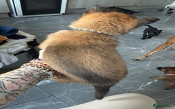 Belgian Shepherd Dog dogs for sale: Belgian malinois - Image 7
