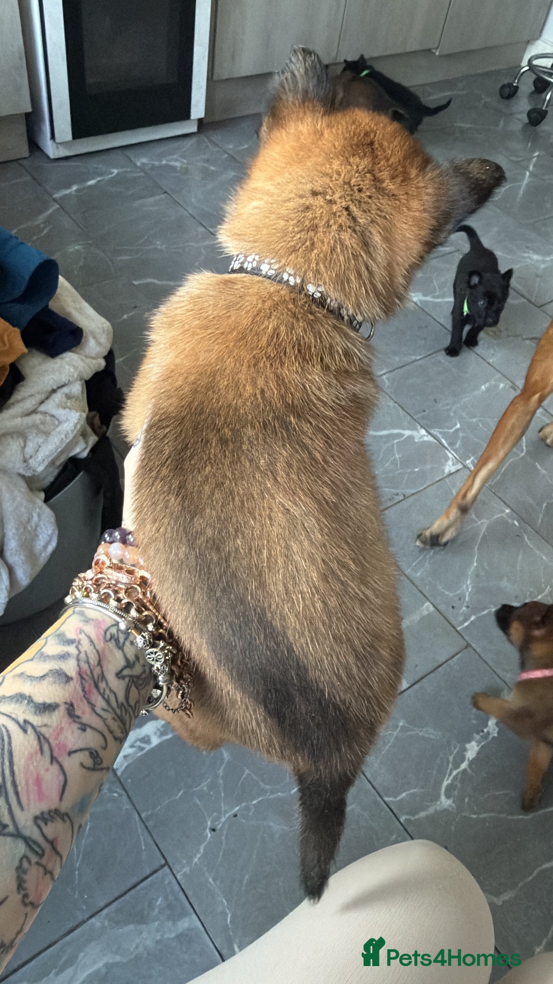 Belgian Shepherd Dog dogs for sale: Belgian malinois - Image 7