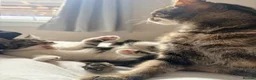 Mixed Breed cats for sale: Kittens  - Advert 9