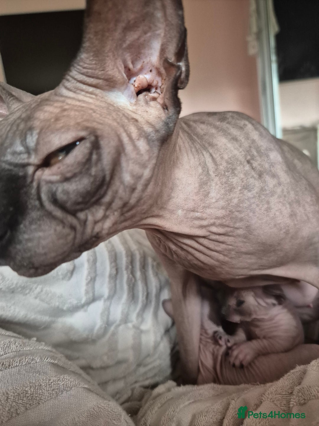 Sphynx cats for sale: Seal Mink Canadian sphynx  - Image 1
