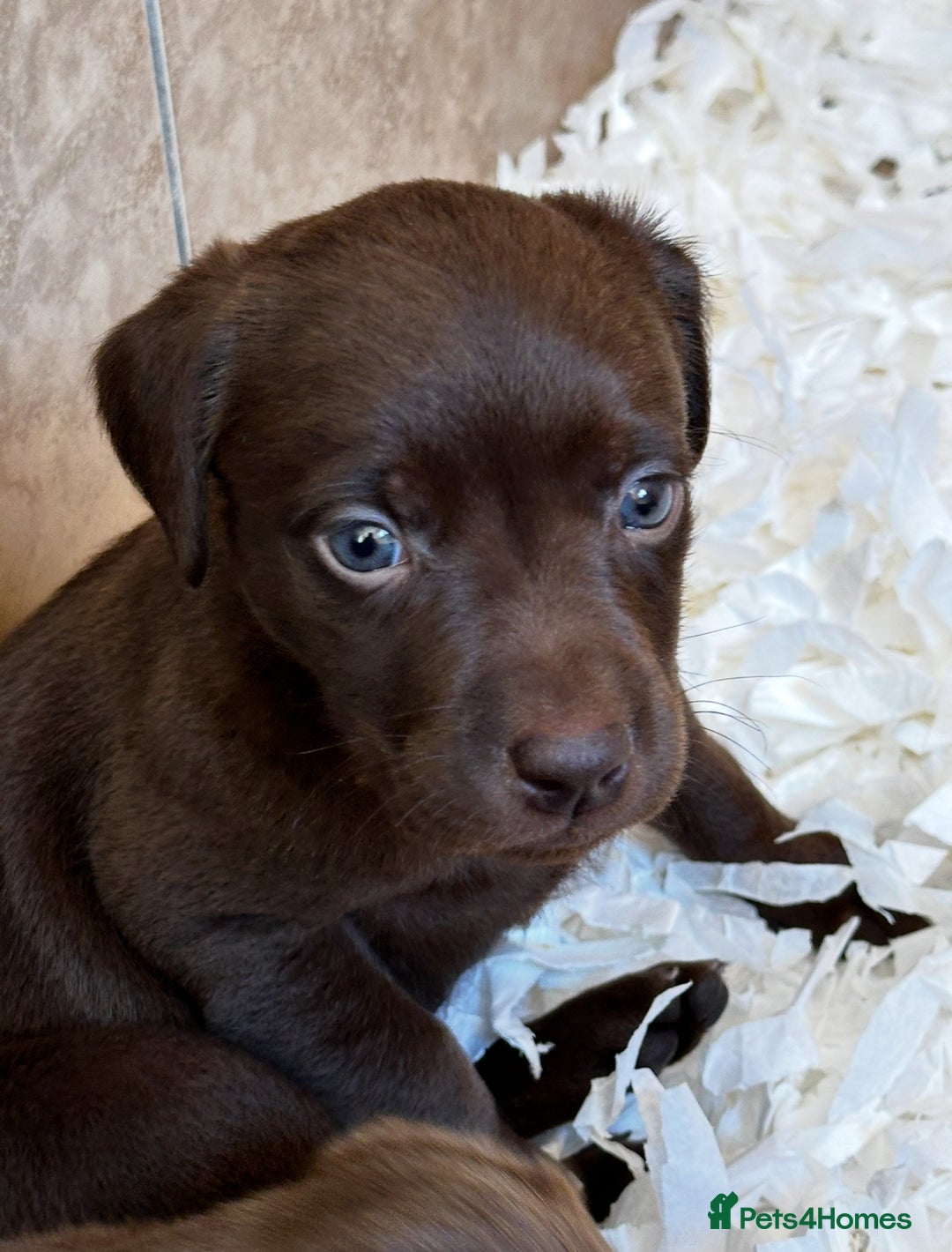 Labrador Retriever dogs for sale: Top Quality Chocolate Labrador Puppies  - Image 6