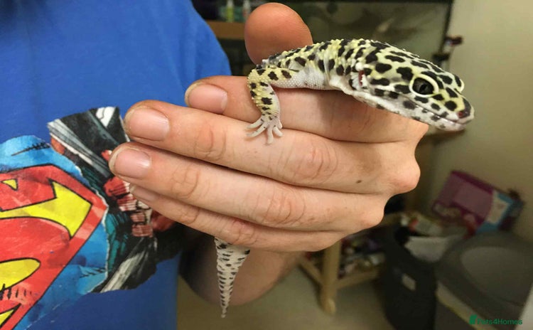 Leopard Gecko reptiles Leopard Gecko - Advert 1