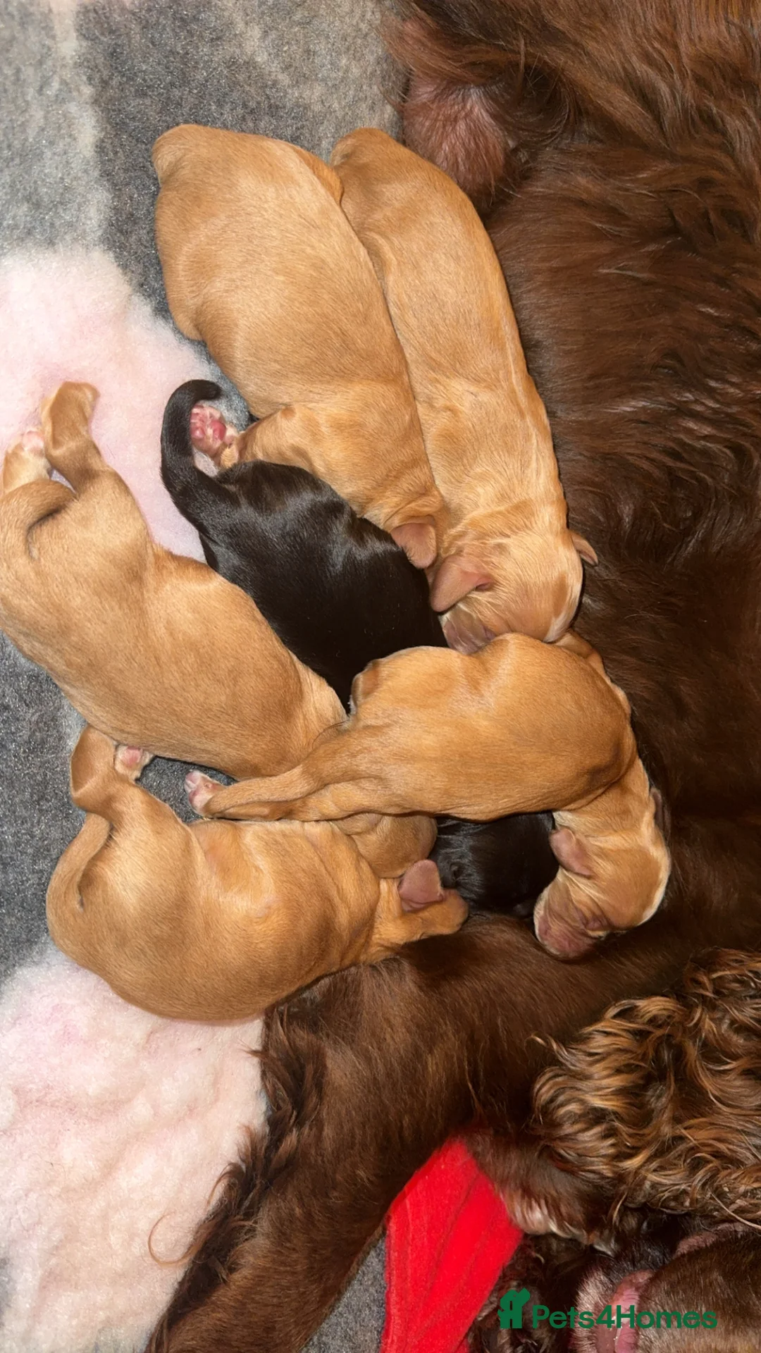 Cocker Spaniel dogs for stud: FULLY HEALTH TESTED STUD  - Advert 2