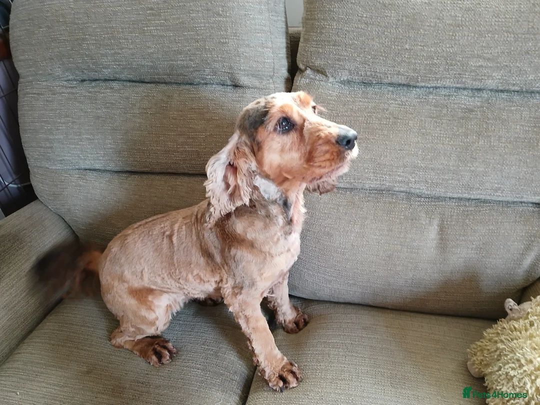 Cocker Spaniel dogs for sale: 7 YEAR OLD SHOW TYPE COCKER SPANIEL - Advert 4